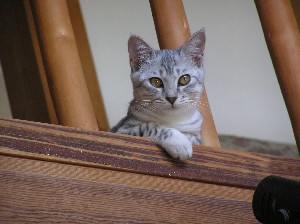 neko002.jpg