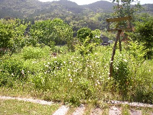 niwa002.jpg