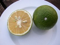 mikan022.jpg