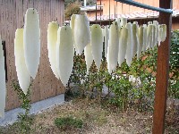 daikon.jpg