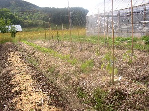 mura014.jpg
