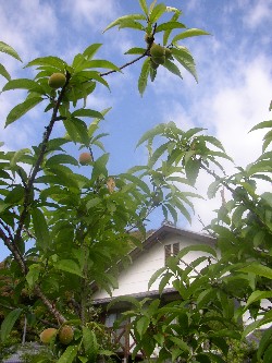 mura018.jpg