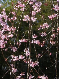 sakura013.jpg