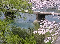 sakura037.jpg