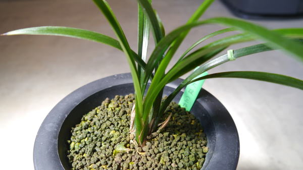 薩摩寒蘭銘品『大雄』小木5条 寒蘭 春蘭 東洋蘭さ 寒蘭 大雄