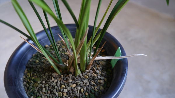 寒蘭-015　442-5H4　8番更紗無点×御国の華　苗　交配種　未開花株 寒蘭-015 442-5H4 8番更紗無点×御国の華 苗 交配種