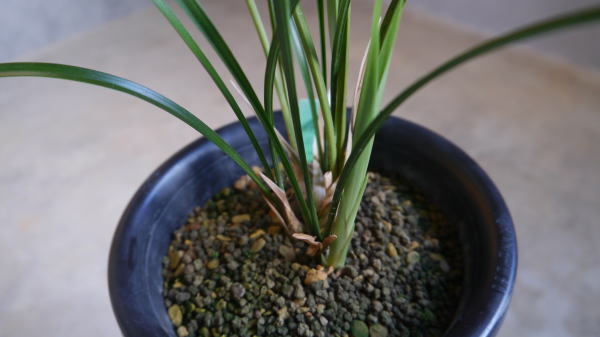 寒蘭-015　442-5H4　8番更紗無点×御国の華　苗　交配種　未開花株 寒蘭-015 442-5H4 8番更紗無点×御国の華 苗 交配種