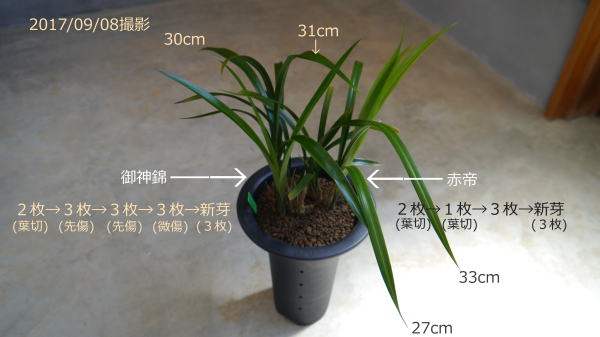 寒蘭 御神錦・赤帝