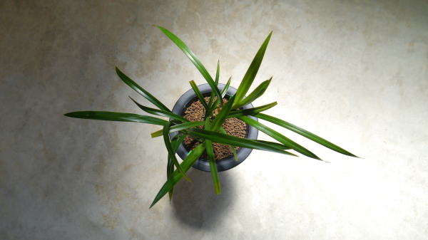 寒蘭 御神錦・赤帝