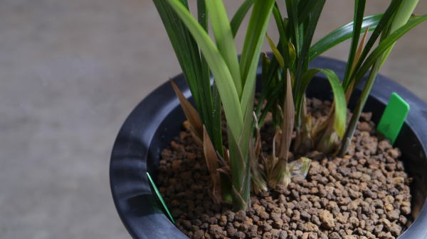 寒蘭 御神錦・赤帝