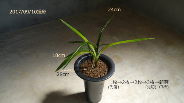 寒蘭 三世冠