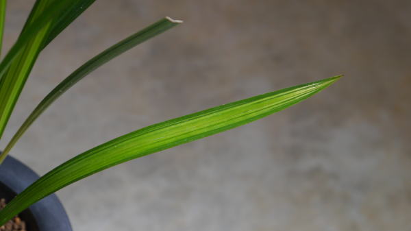 銀河(土佐寒蘭) 6号鉢 4枚葉6本立 葉芸品 K-7 土佐寒蘭