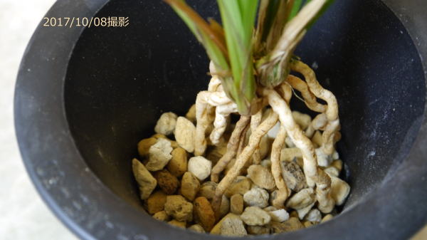 寒蘭-036　77-5H3　大観望×一茶　苗　交配種 寒蘭 日向