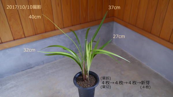 寒蘭 日光