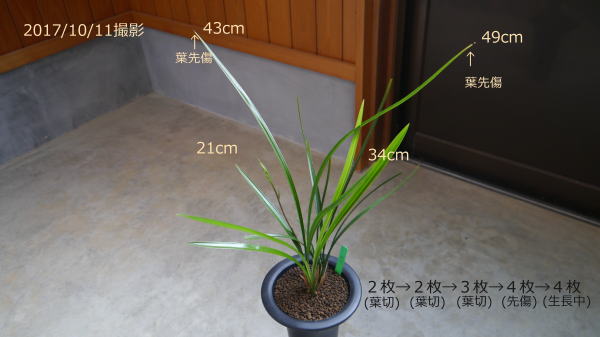 ☆彡 寒蘭 「秋水」開花見込み大株  寒蘭 秋水