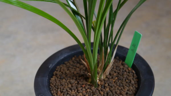 ☆彡 寒蘭 「秋水」開花見込み大株  寒蘭 秋水