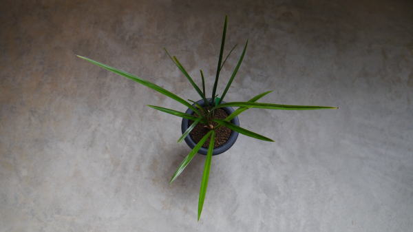 ☆彡 寒蘭 「秋水」開花見込み大株  寒蘭 秋水