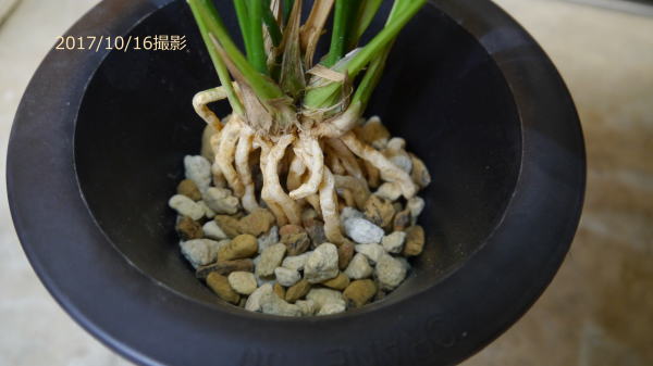 寒蘭 白鳥