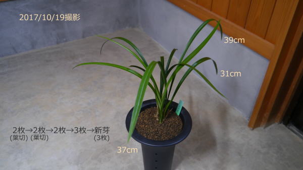 寒蘭 天山更紗