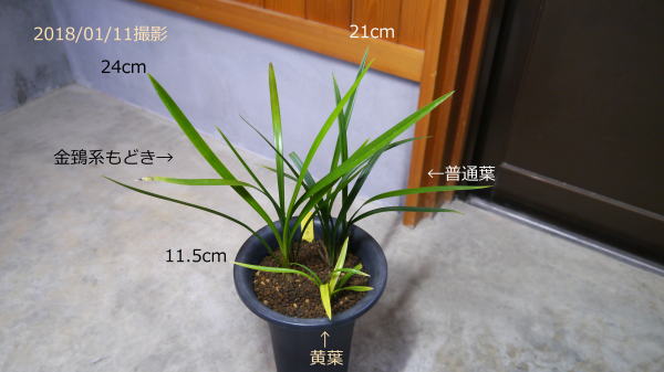 寒蘭 山採り苗