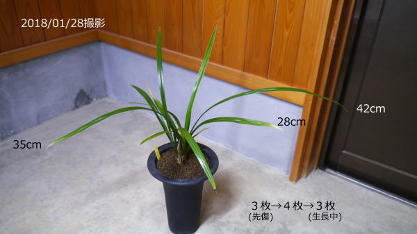交雑種