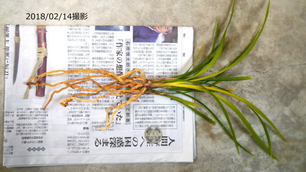 ★春蘭　「黄皇帝」千葉県産黄花の名品★寒蘭 Yahoo!オークション -「寒蘭 黄花」の落札相場・落札価格