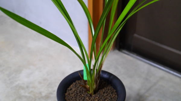 寒蘭-010　442-5H　8番更紗無点×御国の華　苗　交配種 寒蘭-010 442-5H 8番更紗無点×御国の華 苗 交配種 寒蘭-010 442-5H 8番