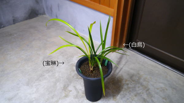 寒蘭 宝琳・他