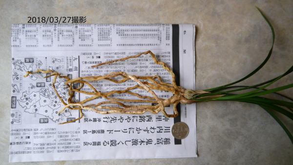 寒蘭 紅鷲