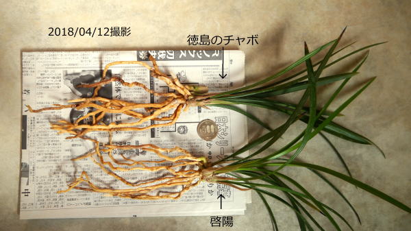 寒蘭 啓陽・徳島のチャボ