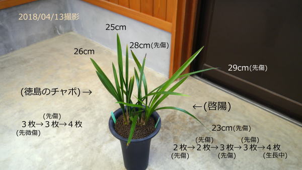 寒蘭 啓陽・徳島のチャボ
