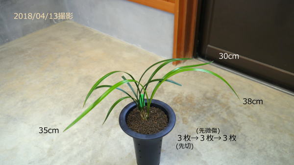 寒蘭 国芳