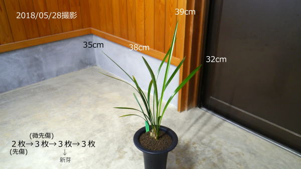 寒蘭 緋の舞