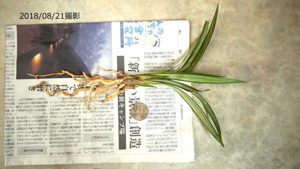 春蘭　韓国春蘭　栄光No.7 韓国春蘭｜友遊蘭ギャラリー｜友遊蘭の世界