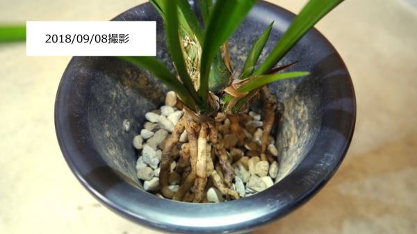 寒蘭 大雄