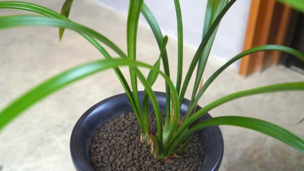 薩摩寒蘭・大雄・（素心大輪）・（３条立ち） Yahoo!オークション - 寒蘭「大雄」薩摩寒蘭・素心の代表名花 春蘭