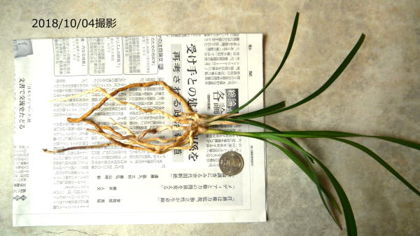 寒蘭-065　66-2HA　豊雪×極楽鳥　苗　交配種 寒蘭・豊雪（ほうせつ）| 種・苗・ガーデニング用品の【タキイ