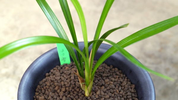 寒蘭-065 66-2HA 豊雪×極楽鳥 苗 交配種 寒蘭-065 66-2HA 豊