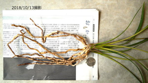 対馬寒蘭 Yahoo!オークション - 寒蘭 対馬寒蘭 中隈産濃紅