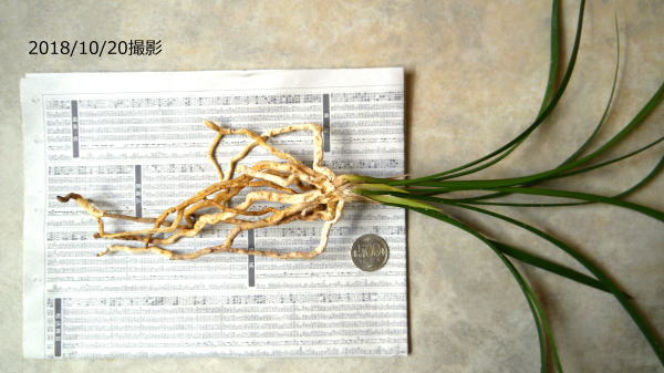 寒蘭 四万十川の誉