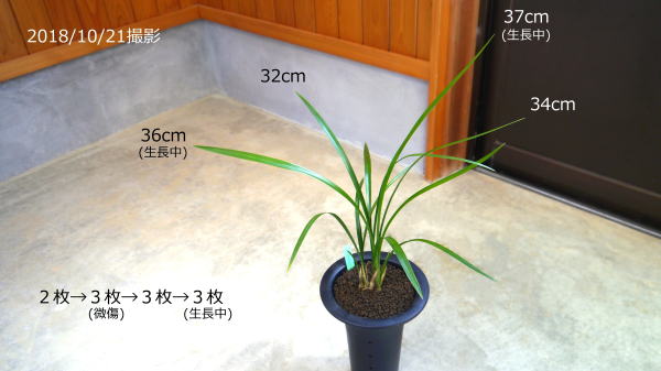 ＊＊＊土佐寒蘭 ＊＊＊四万十川の誉 M-２４４：土佐寒蘭・高知県産：登録品：四万十川の誉 寒蘭専門店