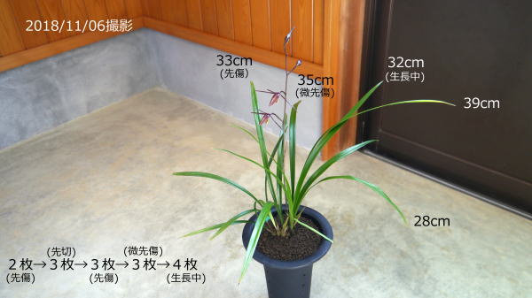 寒蘭 緋燕