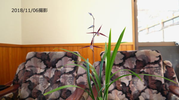 寒蘭 緋燕