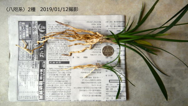 寒蘭 八咫烏系・他 寒蘭 八咫烏系・他