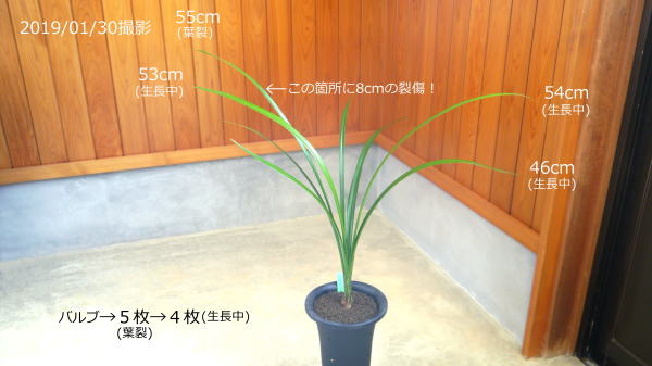 寒蘭 甘露