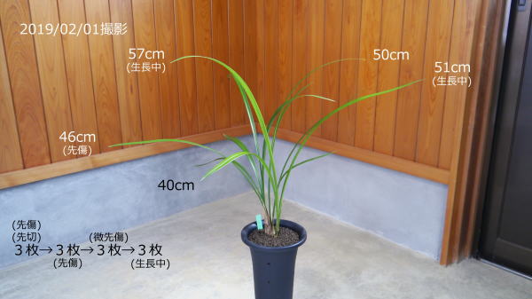 寒蘭-003 421-4H 薄桃花（大輪更紗無点×西雄）×華神 苗 交配種 寒蘭