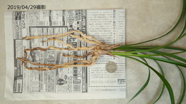 寒蘭　黒牡丹　花芽有り 寒蘭 黒牡丹