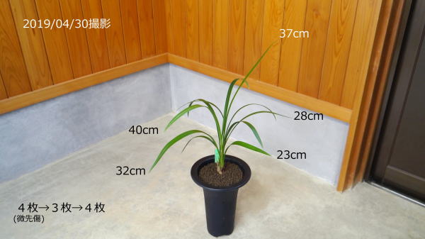 寒蘭　黒牡丹　花芽有り 寒蘭 黒牡丹