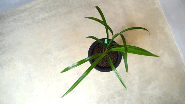 寒蘭　黒牡丹　花芽有り 寒蘭 黒牡丹