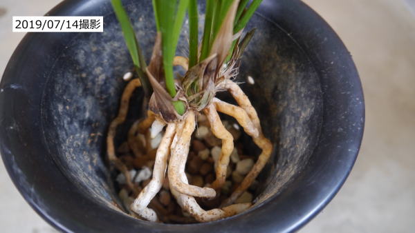 寒蘭-045　512-4H　日向の誉×豊雪　苗　交配種 寒蘭 日向の誉